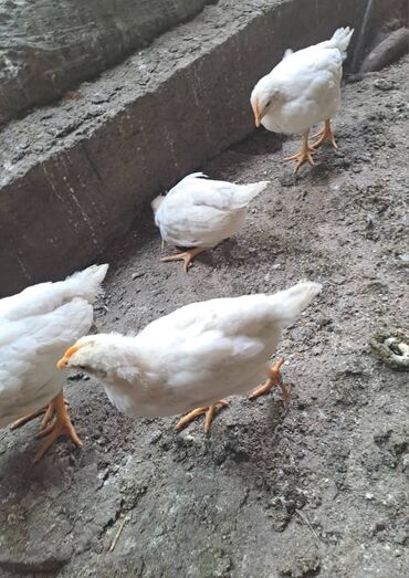 живая курица: Месячные курочки несушки,без петухов,провакцинированны.Начинают