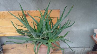 вариегатные растения купить: Растения Бишкек/Токмок 1) Алоэ Вера керамический горшок. Гигантский