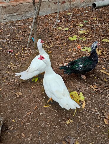 Hinduşka: Dişi, Damazlıq, Ünvandan götürmə — 3