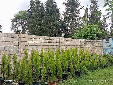 paulownia agaci: Dekorativ leylandii/tuya tipli həmişəyaşıl iynəyarpaqlı ağaclar — 3