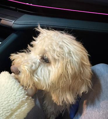 İtlər: Pudel, 4 ay, Erkek — 1