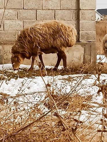 Баран, овца: Продаю | Овца (самка) | Для разведения — 14