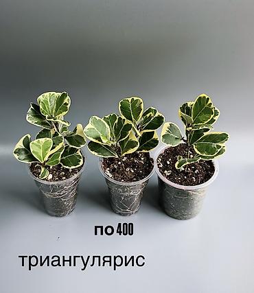 plant: 🌿 Любителям красивых фикусов посвящается! В продаже молодые сортовые — 3