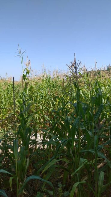 iqos 3 цена бишкек: Пр кукурузу под силос 3,5 гектар с поля район киркшелк цена договорная