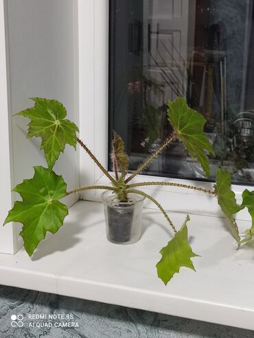 Другой декор и предметы интерьера: Распродажа по 300 сом и выше — 23