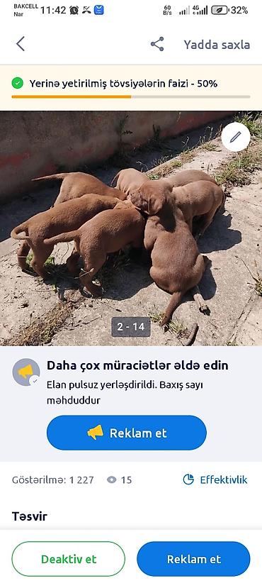 İtlər: Pitbul, 1 ay — 1