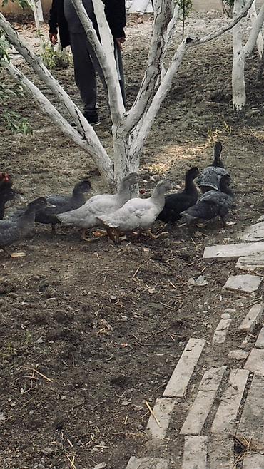 lal ordek balasi: Muscovy ördək balaları (barbariska) – təsərrüfatda böyüdülmüş, aktiv — 5