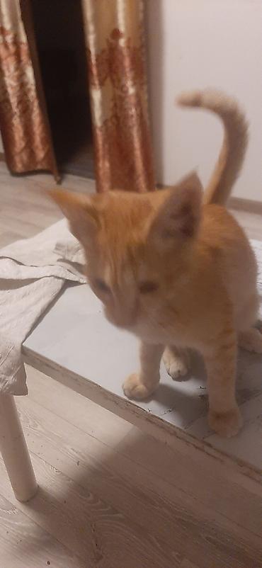 заказать хомяка: Котята подростки рыжие и пестрые мальчики отдам даром — 1