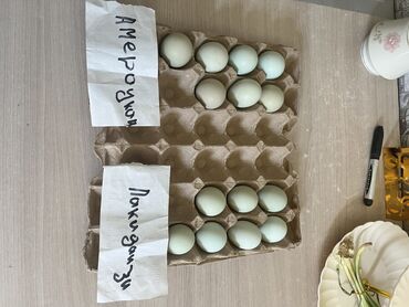продаю смородина: Продаем инкубационные яйца Америакано и Лакизанди вывод 99%