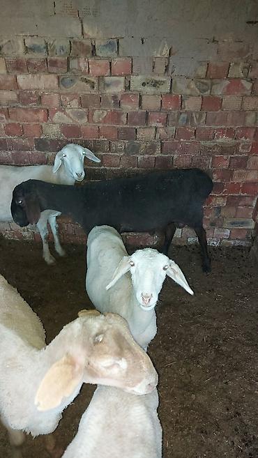 Баран, овца: Продаю | Баран (самец) | На забой | Кастрированные at lalafo.kg — 6 Баран, овца: Продаю | Баран (самец) | На забой | Кастрированные — 6