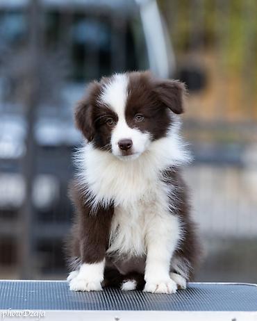dogs: BORDER COLLIE ŠTENCI – ČOKOLADNI, RED MERLE I CRNO-BELI Sa ponosom — 7
