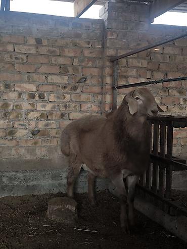 Баран, овца: Продаю | Ягненок, Баран (самец) | Арашан | Для разведения | Племенные — 7