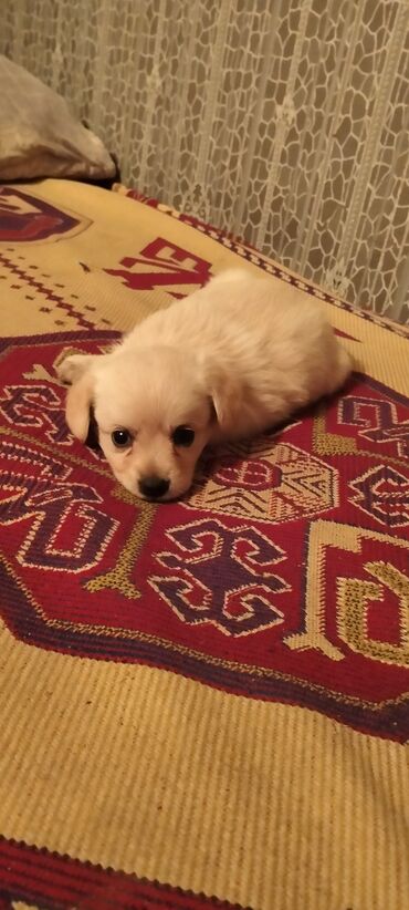 it qiz adlari: 3 ay, Dişi