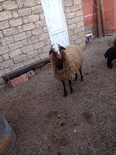 Qoyunlar, qoçlar: Erkək, Qala, il: 1, Damazlıq — 2