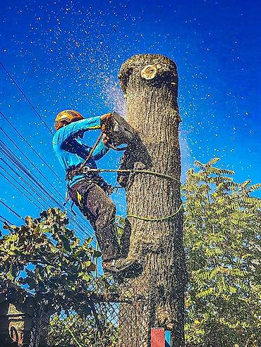 Спил деревьев, заготовка дров: Спил любых деревьев, в любых стесненных условиях, формирование кроны — 5