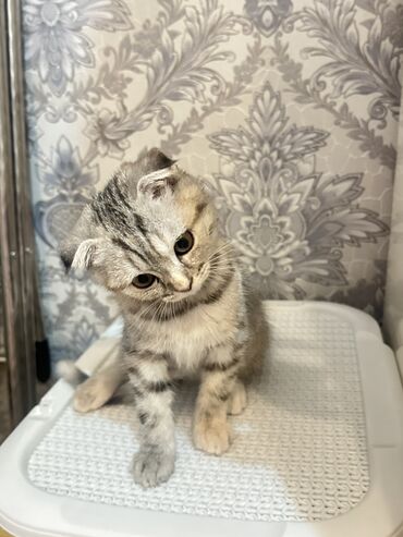 котенок в хорошие руки: Самка, Самовывоз