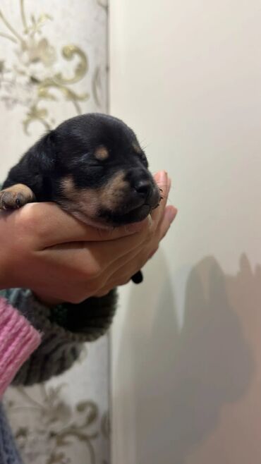 İtlər: Miniatür pinçer, 1 ay — 5