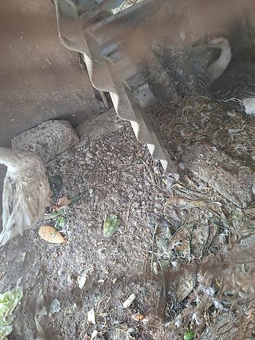 karella quslari: Məhsul: Qazlar (cüt) Təsvir: - Şəkillərdə görünən iki baş qaz — 4