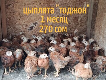 Птицы: Цыплята "Тоджон" и "Адлер"