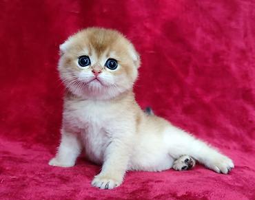 Продажа кошек: Скотиш Фолд (Шотландская вислоухая), 2 месяца, Мальчик, Золотая шиншилла — 1