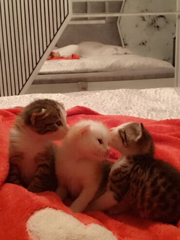 pişik cinsleri: Dişi, Erkək