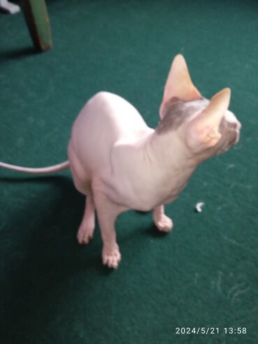 коты сфинкс: Продаю игривую кошечку канадского сфинкса. все подробности по