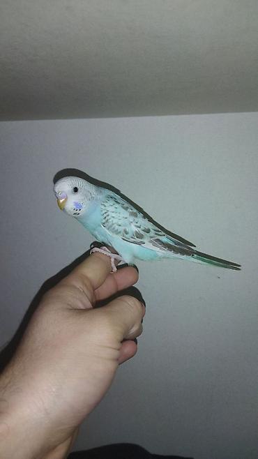 Tutuquşları: Il — 3