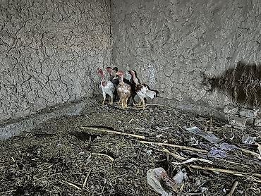 сетка для куры: Продаю | Петух — 1