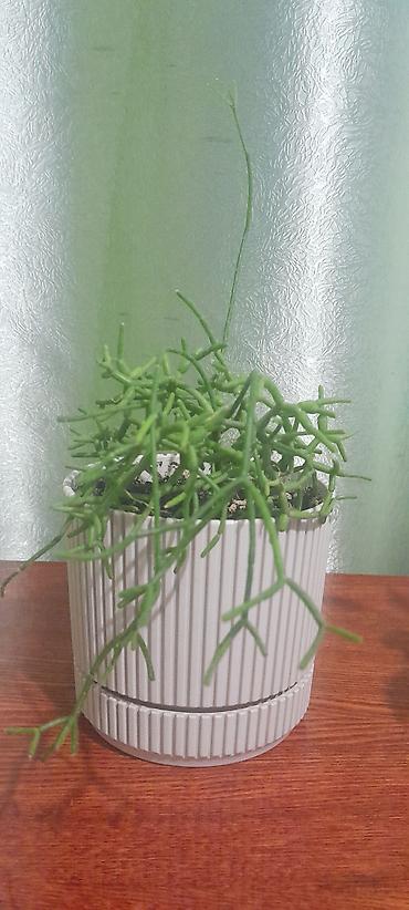 Бегонии: Продаю домашние растения — 13