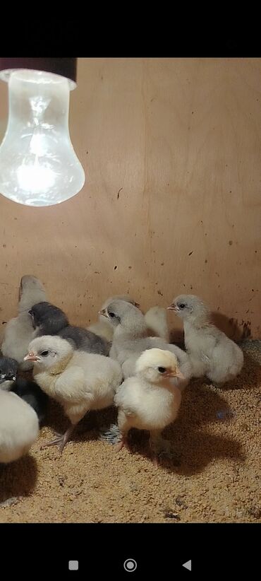 Cücələr: Toyuq cücələri, Damazlıq -da lalafo.az — 4 Cücələr: Toyuq cücələri, Damazlıq — 4