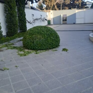 Bağbanlar: Bağ işləri ağac və kolların budanması,şəkilləndirməsi dərmanlara qazon -da lalafo.az — 9 Bağbanlar: Bağ işləri ağac və kolların budanması,şəkilləndirməsi dərmanlara qazon — 9