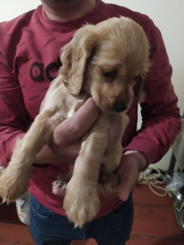 amerikal%C4%B1 koker spaniel: Koker spaniyel, 3 ay, Dişi, Ünvandan götürmə