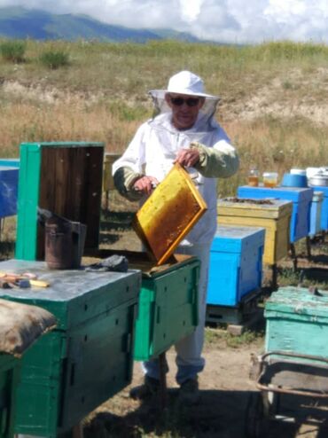 жаныбарлар жазында: Продаю пчел ! 🏡🌼 Готовы к новым приключениям? Купите активные пчелиные