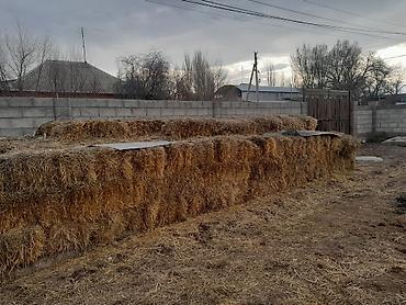 кой сойу: Чирик саман сатылат стройкага кирпич куйганга Токмокто — 4