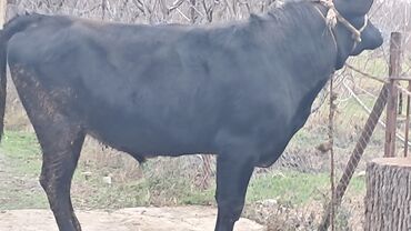 Inəklər, öküzlər: Üç baş ətlik erkək dana satılır təmiz əti 220. 185. 150 . ivanovka — 3