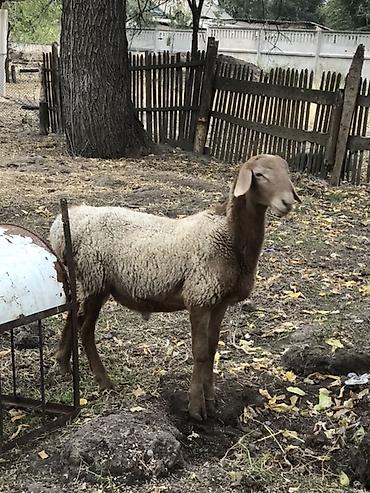 Продам с/х животных: Продаю | Баран (самец) | Для разведения | Племенные — 2