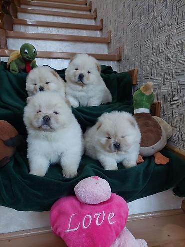 Psi: Chow chow-cau cau! stenad najlepsi poklon deci otac m- lav chsrb 3x — 8