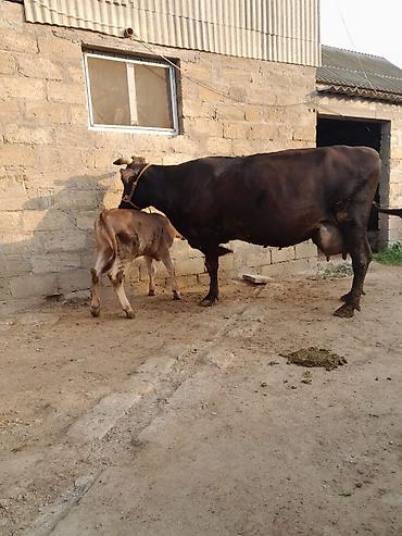 draxtar dog: 22 litir sud verir 3 qarni 2 aydi dogdugu — 5