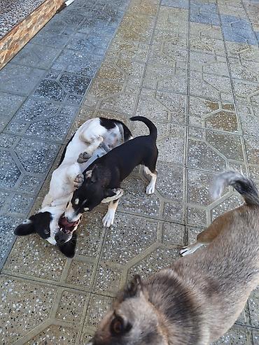 canavara oxsayan it: Zvonok, 3 ay, Erkək, Peyvəndli, Ödənişli çatdırılma — 2