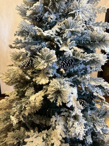 Yeni il ağacları: Qarlı Yenil ağacı – şam qozalarıda var üzerinde. Hündürlük- 2,1 -da lalafo.az — 3 Yeni il ağacları: Qarlı Yenil ağacı – şam qozalarıda var üzerinde. Hündürlük- 2,1 — 3