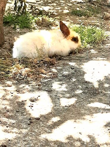 karlik dovşanı: Anqor karlik iki yetkin erkək dovşan