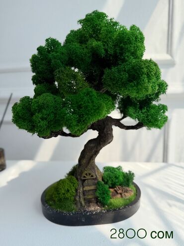 Декоративные цветы: Бонсай ручной работы из натурального стабилизированного мха от 1500 — 38