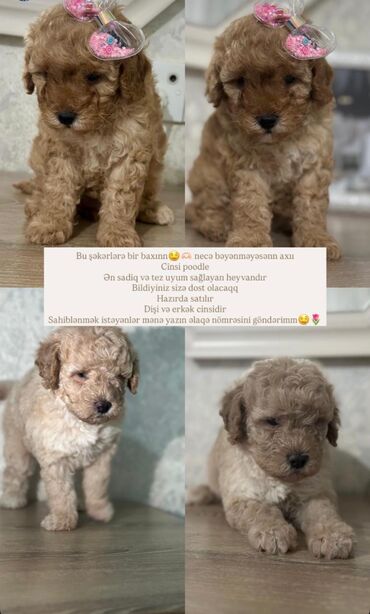 İtlər: Pudel, 2 ay, Peyvəndli — 8