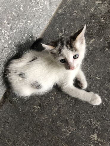pişik sahiblenme: Dişi, Yaxşı əllərə, Ünvandan götürmə, Ödənişli çatdırılma