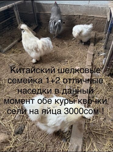 дом для птиц: Китайская шелковая курица — это порода кур, известная своим пушистым