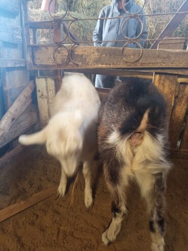 Козы, козлы: Козы — 11