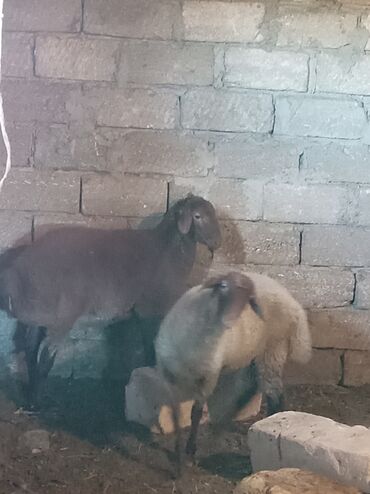 пудель карликовый цена: Salam quzular satılır 8ayın içindədirlər ikisi 8kq gəlir quyruqlu