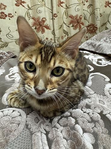куплю кошку: Бенгальская, 4 месяца, Мальчик, Приучена к лотку, Проглистована, С прививками — 5