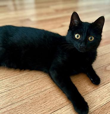 Pişiklər: Dişi, Yaxşı əllərə — 7