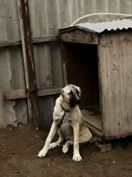 İtlər: Çoban iti 5 aylıq dişi 350 azn 055 662 05 16 bu nömreye yazın — 5